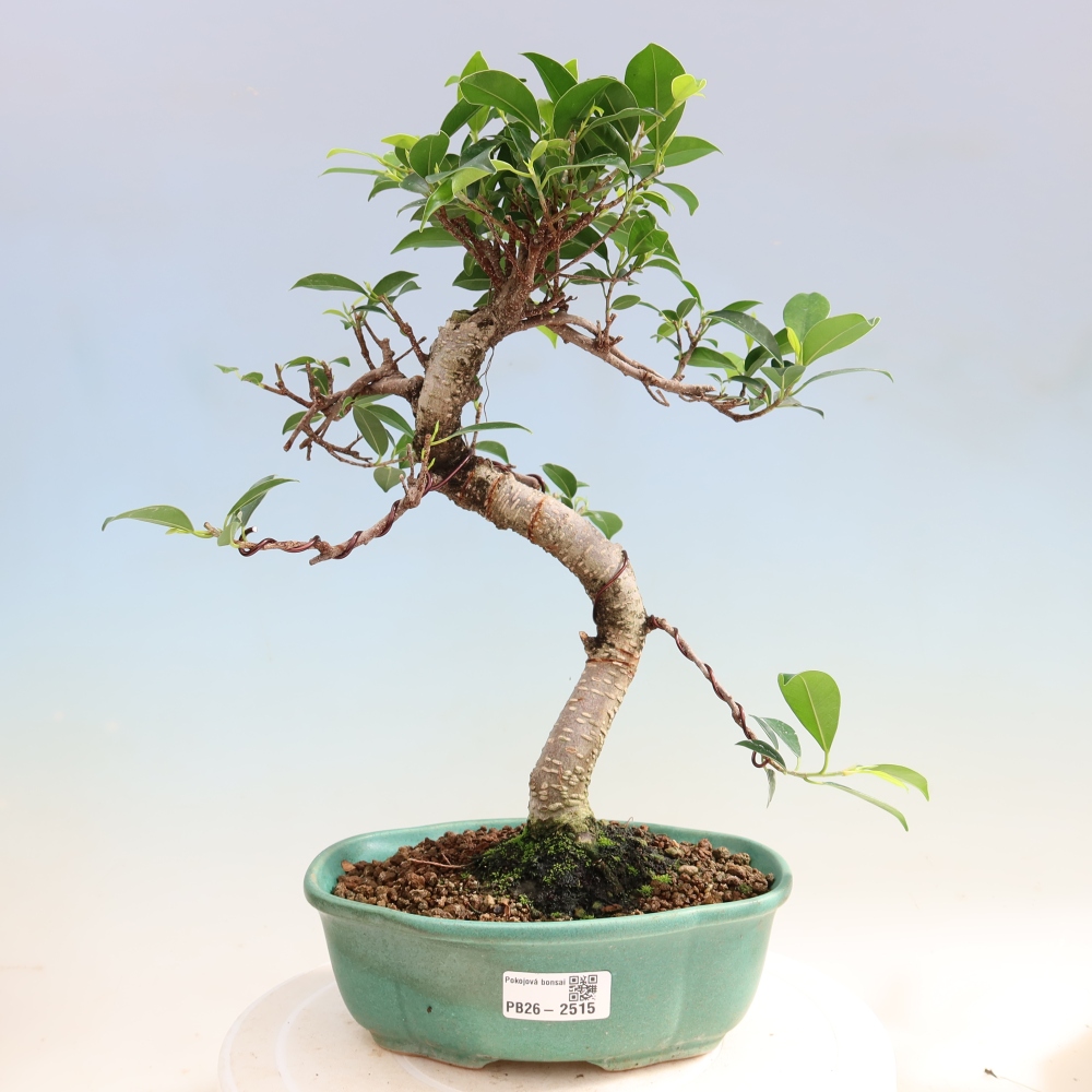 Camera bonsai - Ficus retusa - ficus a foglie piccole