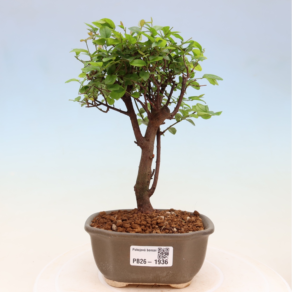 Camera bonsai - Sageretia thea - Sageretia thea