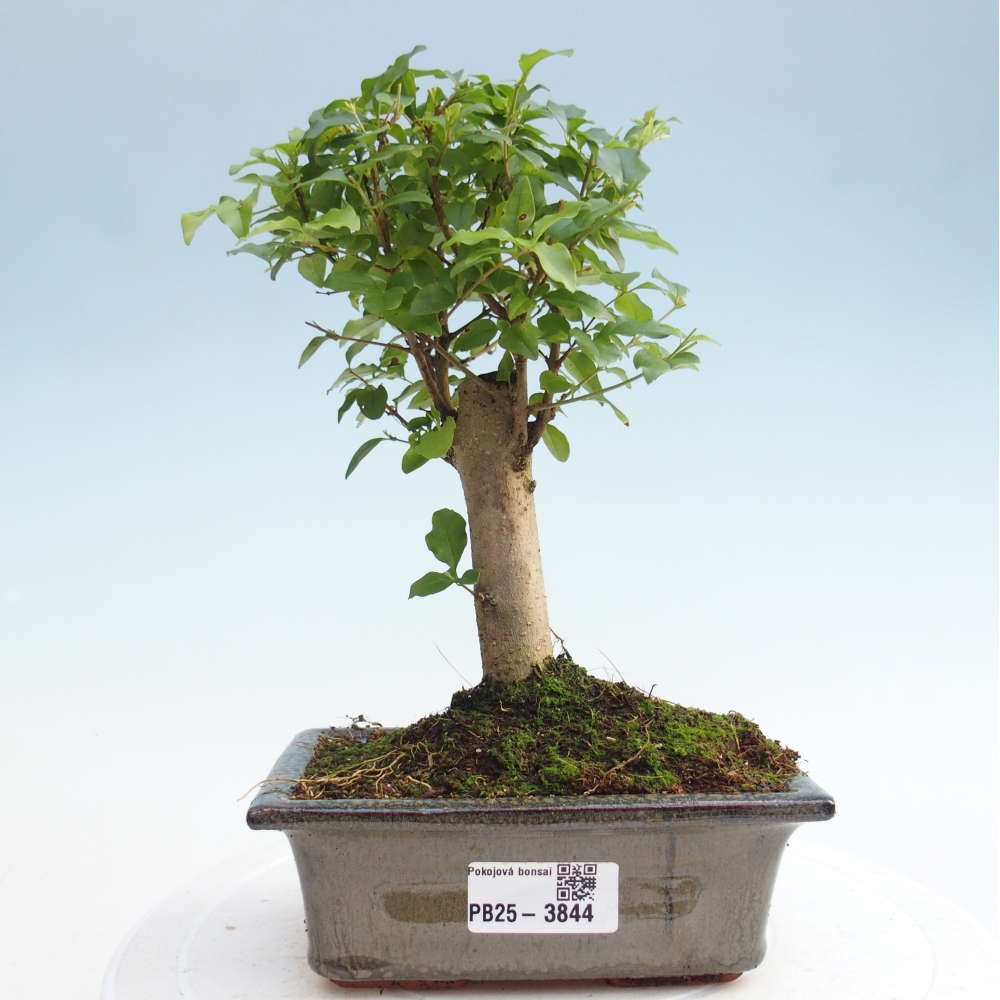 Camera bonsai -Ligustrum chinensis - Becco d'uccello