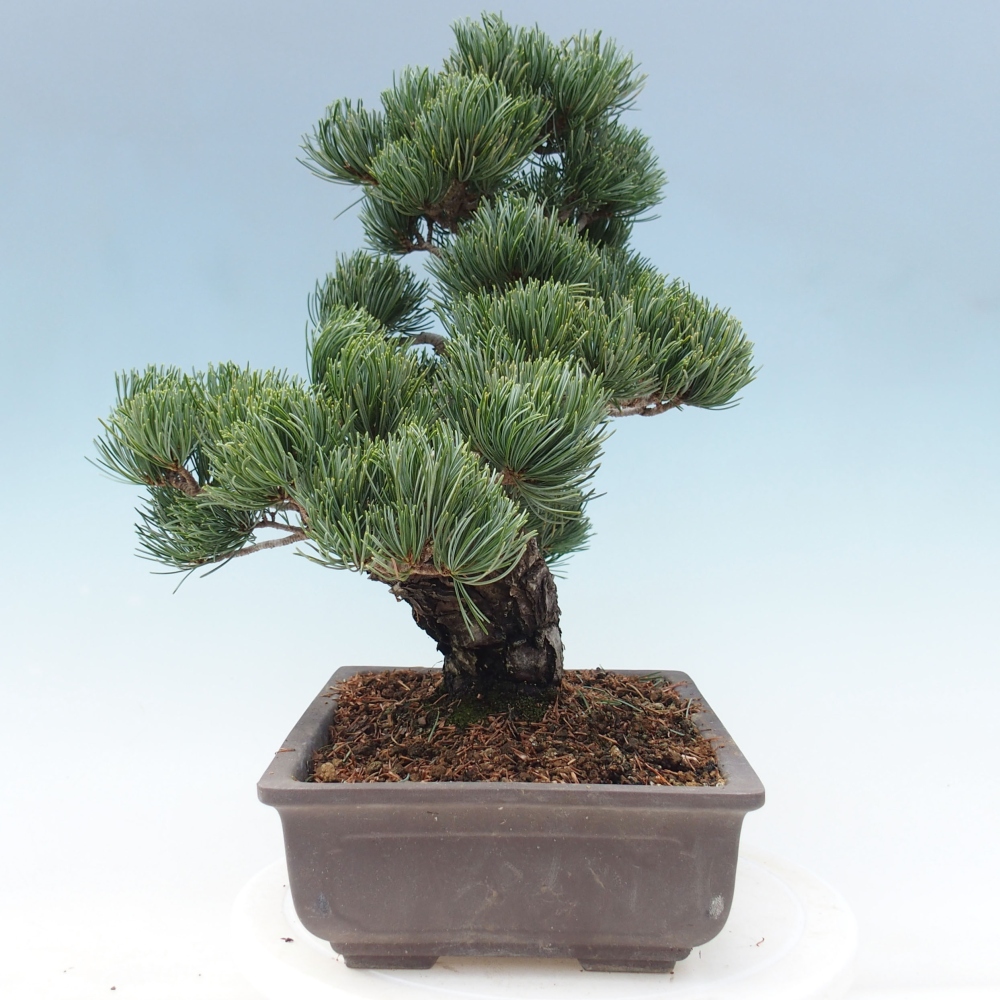Bonsai da esterno - Pinus parviflora - Pinus parviflora