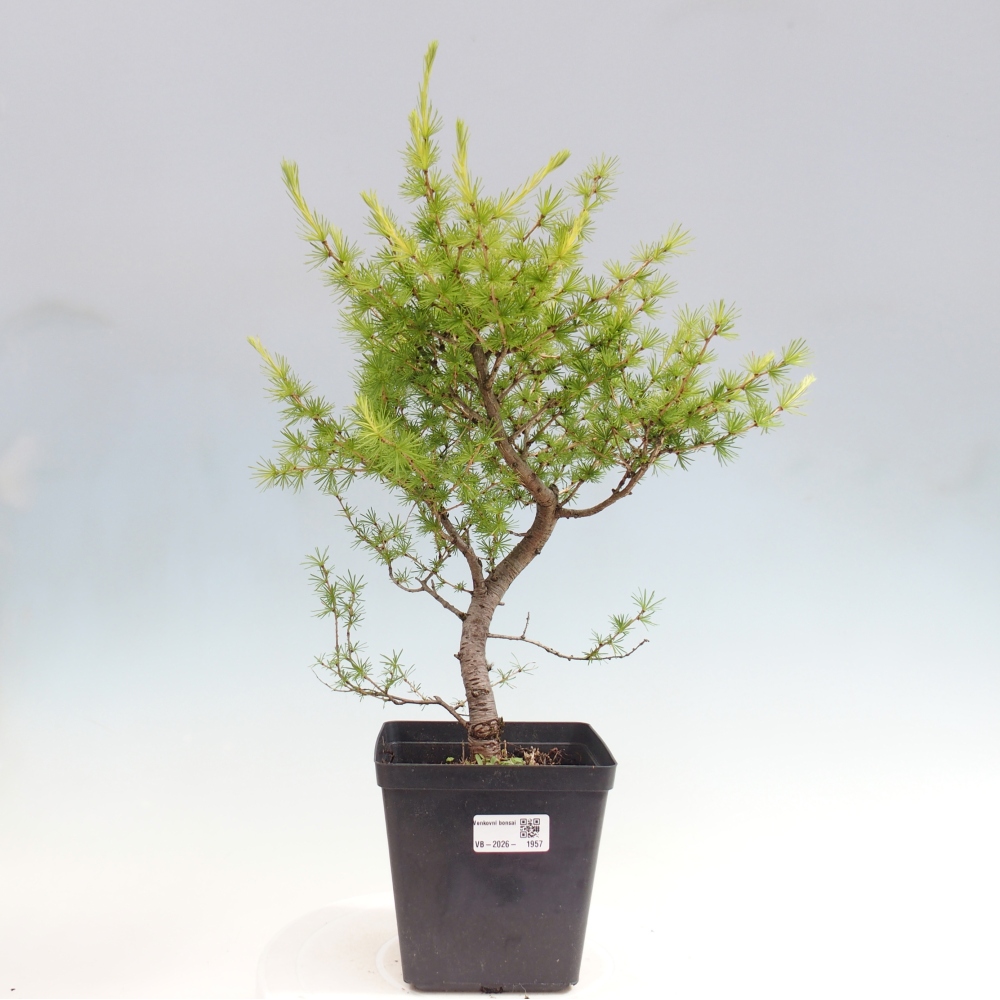 Bonsai da esterno -Larix decidua - Larice