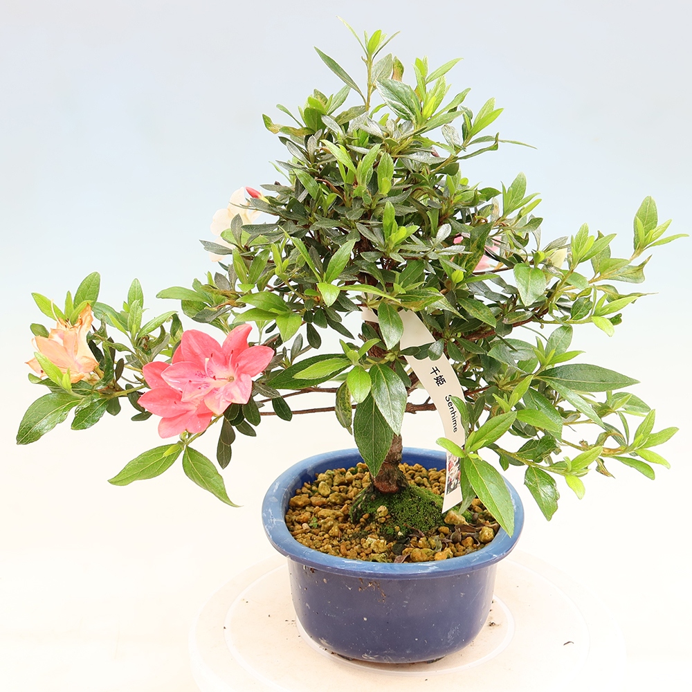 Bonsai da esterno - Azalea giapponese - Azalea Senhime