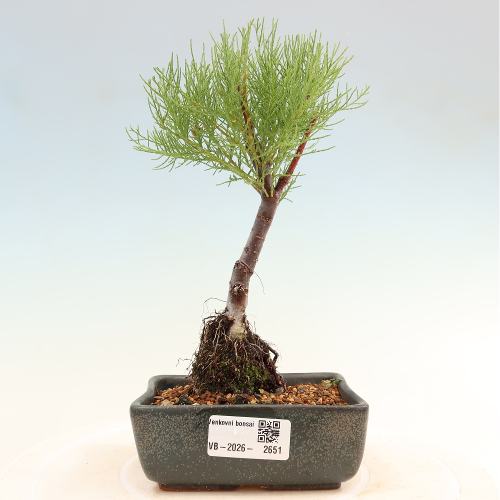 Bonsai da esterno - Tamarisco - Tamarix