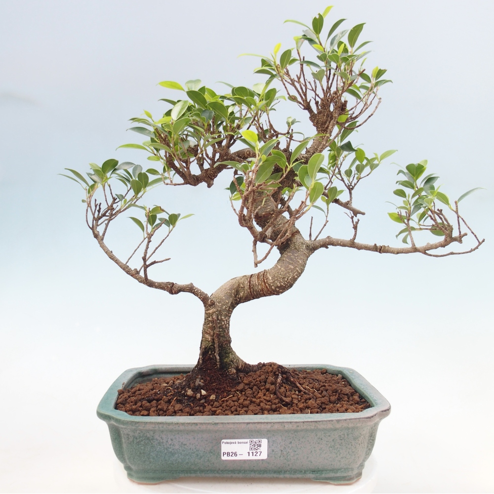 Camera bonsai - Ficus kimmen - ficus a foglie piccole