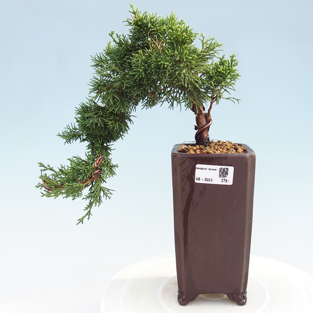 Bonsai da esterno - Juniperus chinensis Kishu