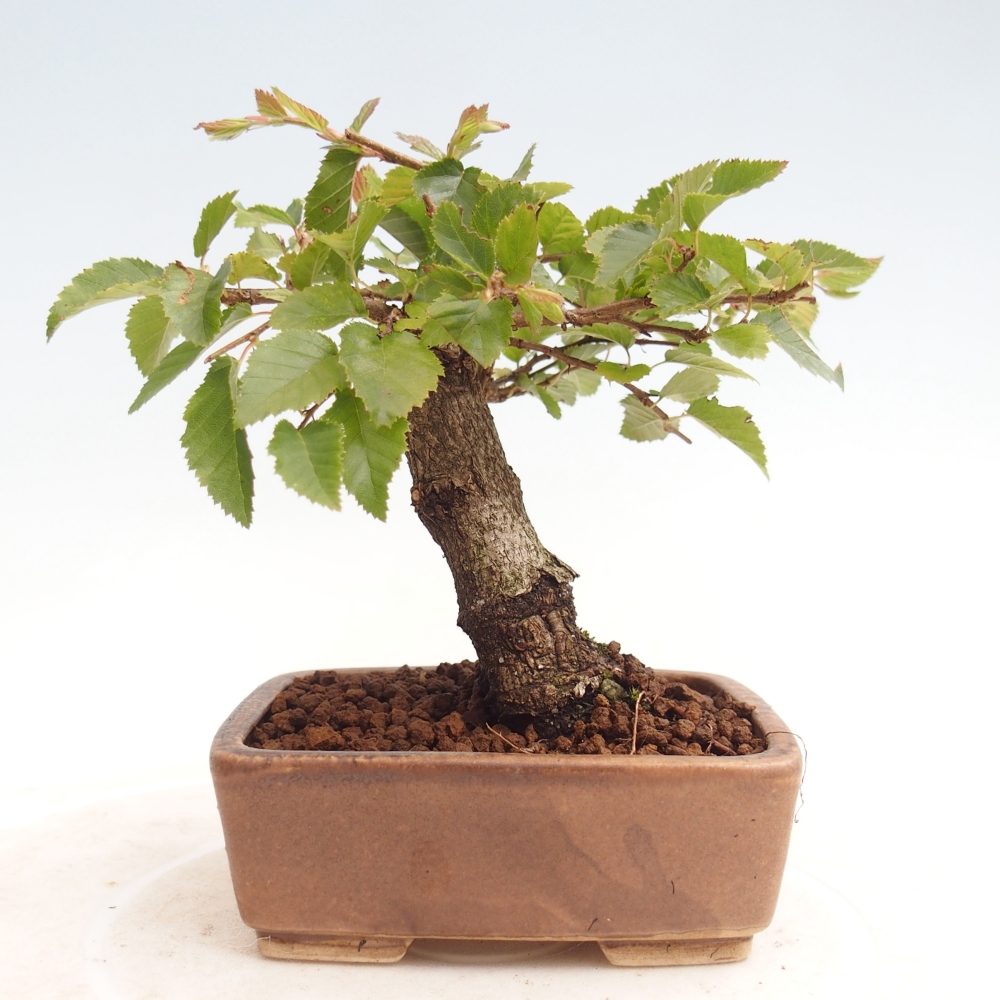 Bonsai da esterno -Carpinus CARPINOIDES - Carpino coreano