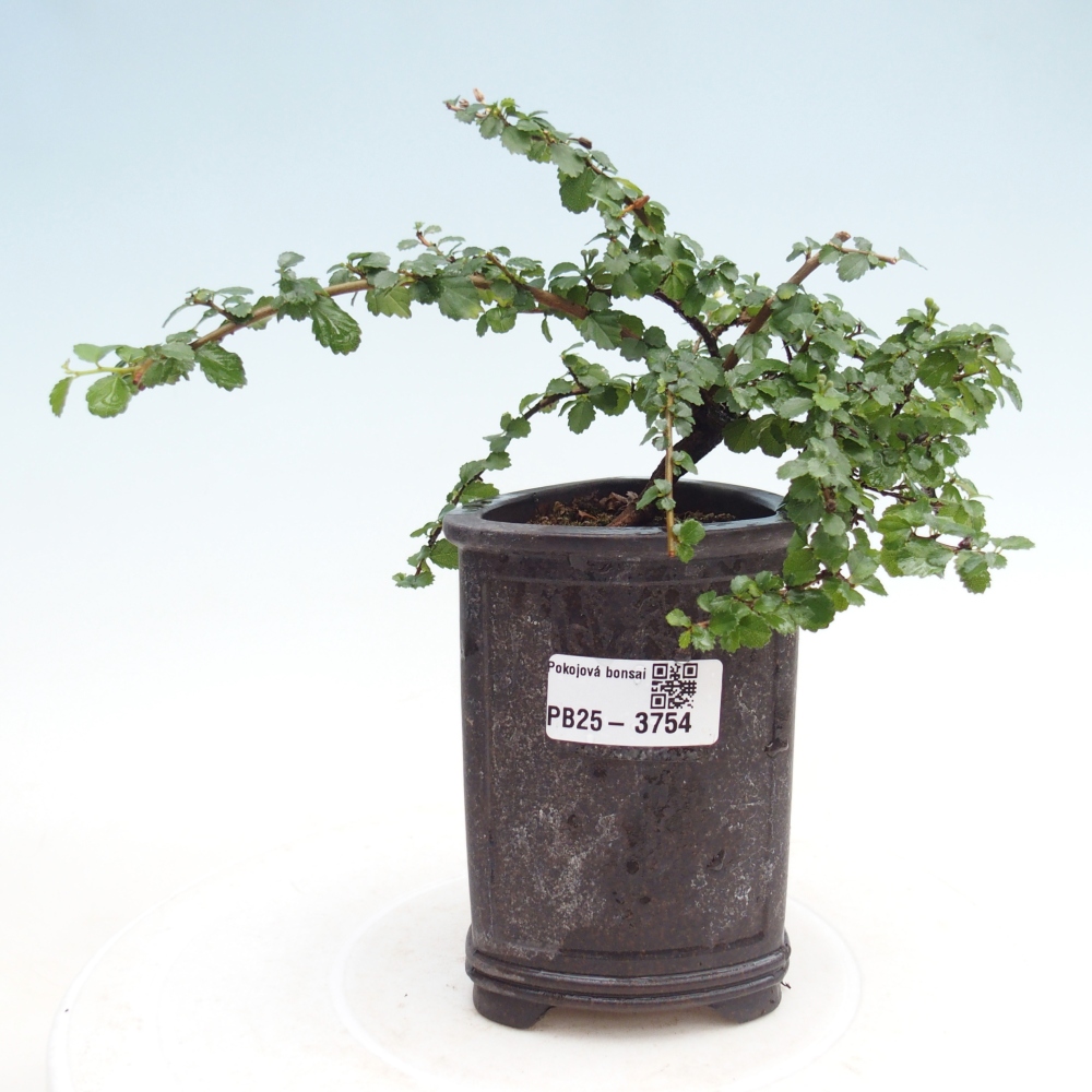 Camera bonsai - Grewia sp. - Grewia malafolia