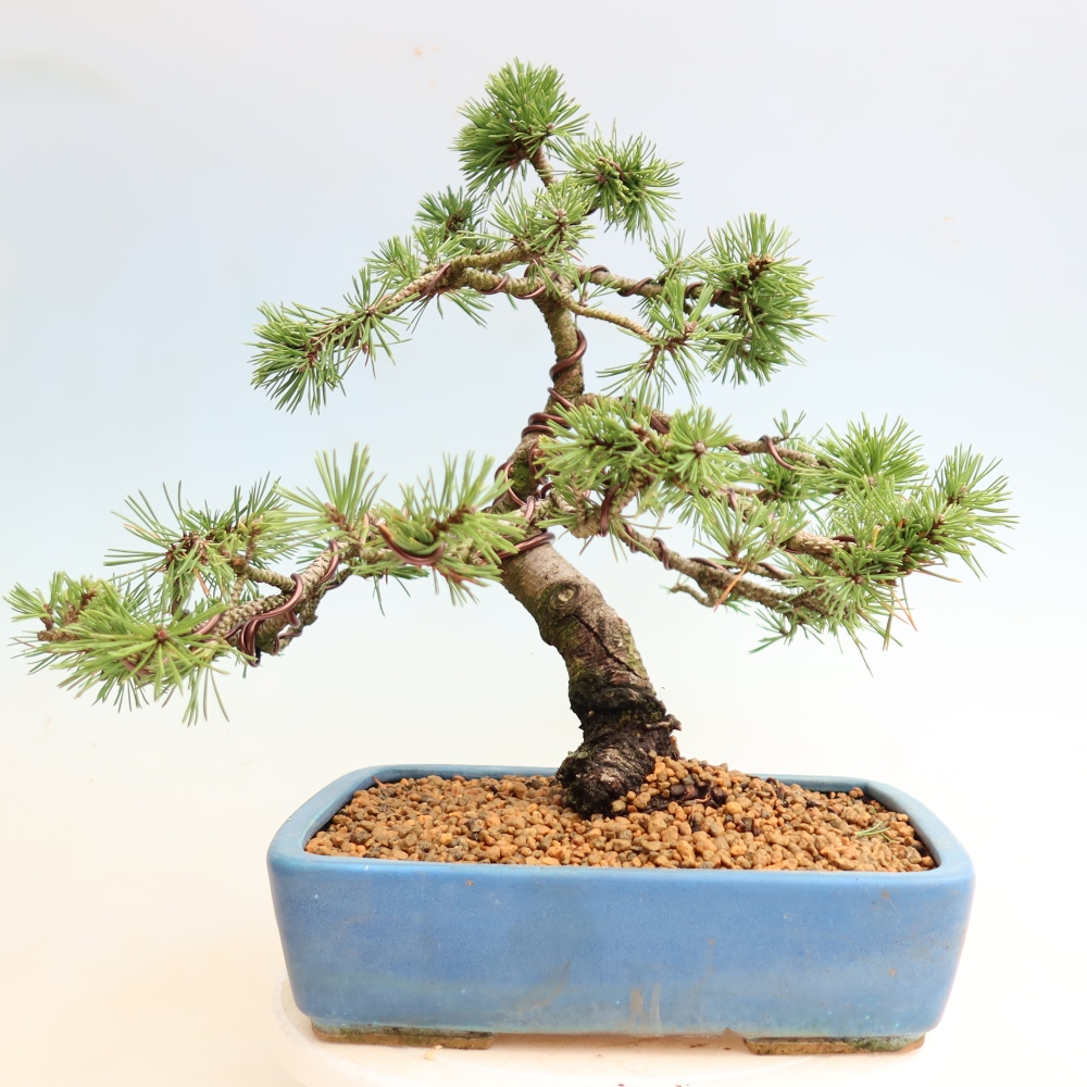 Bonsai da esterno - Pinus mugo Humpy  - Pino mugo