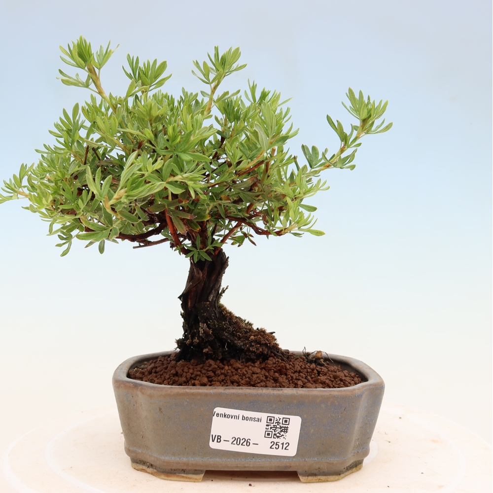 Bonsai da esterno - Potentila fruticosa