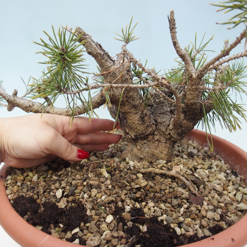 Yamadori - Pinus sylvestris Spagna