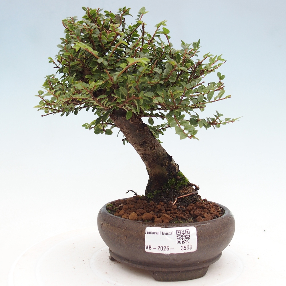 Bonsai da esterno - Ulmus parvifolia Hokkaido - Olmo cinese