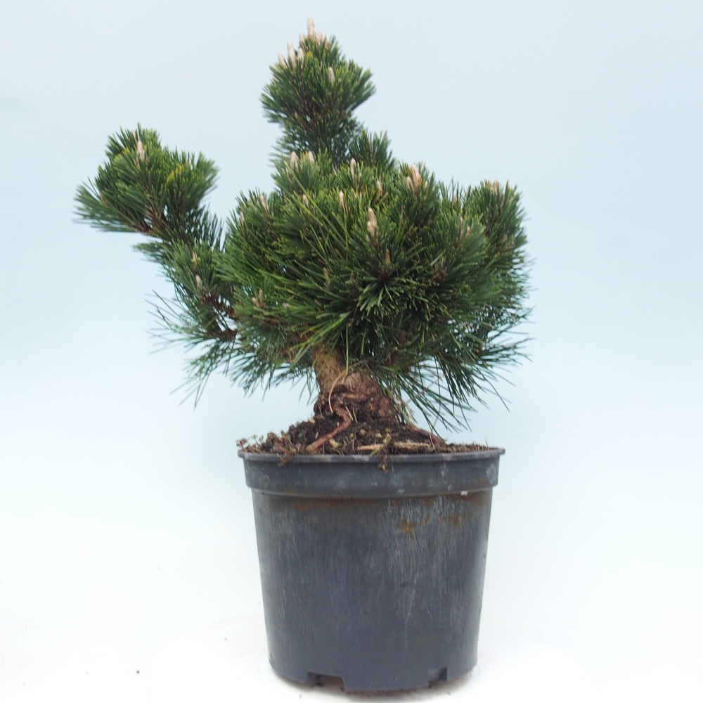 Bonsai da esterno - Pinus thunbergii senjyumaru - Pino di Thunberg