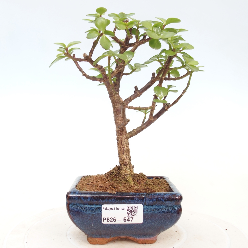 Camera bonsai - Portulakaria Afra - Tlustice