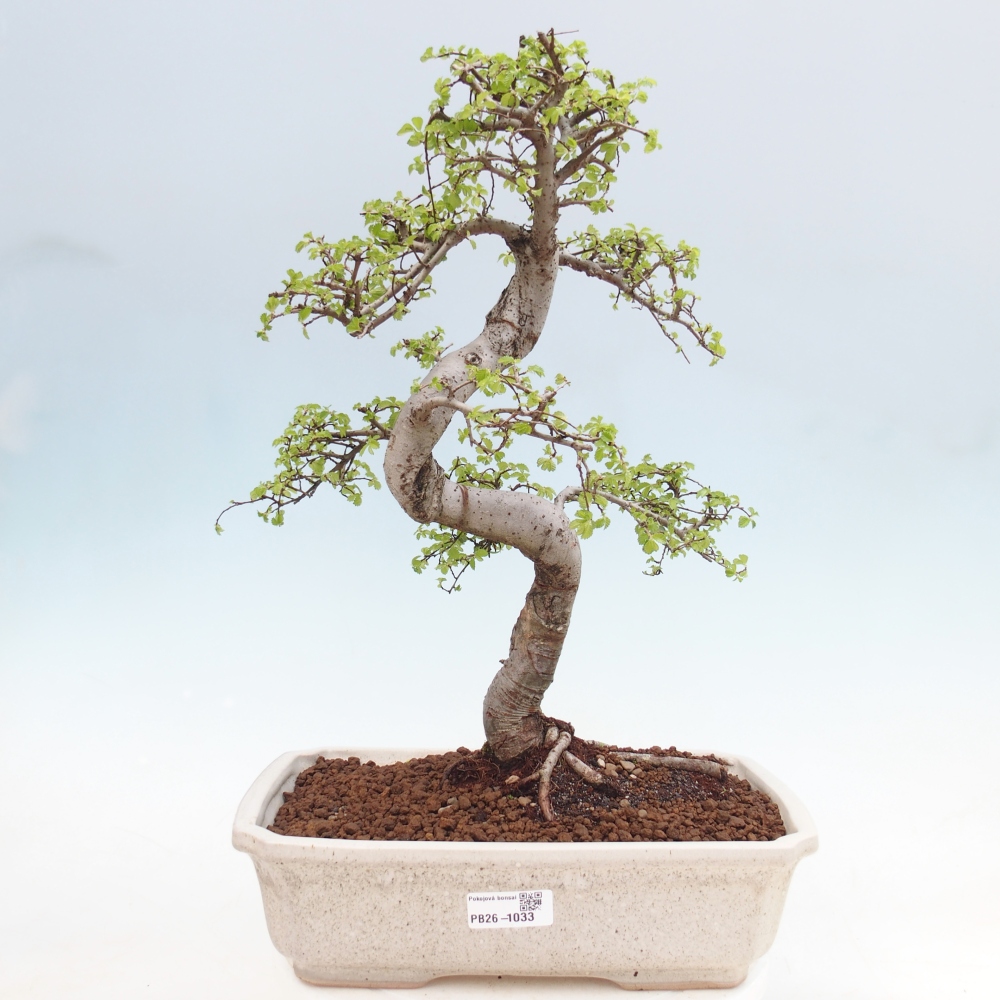Camera bonsai - Ulmus parvifolia - Olmo a foglie piccole