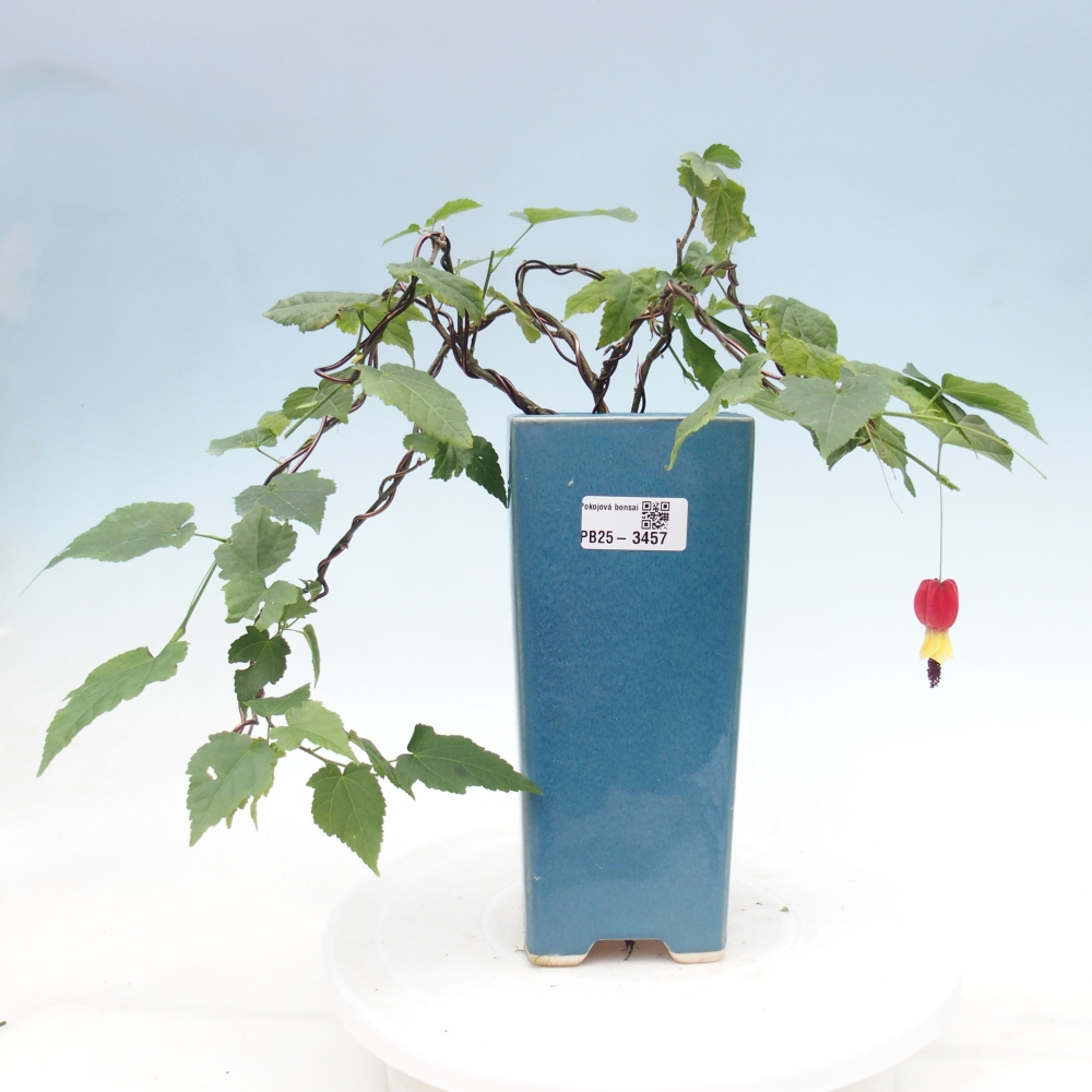 Bonsai da interno - Abutilon Big Bell - Cloudberry
