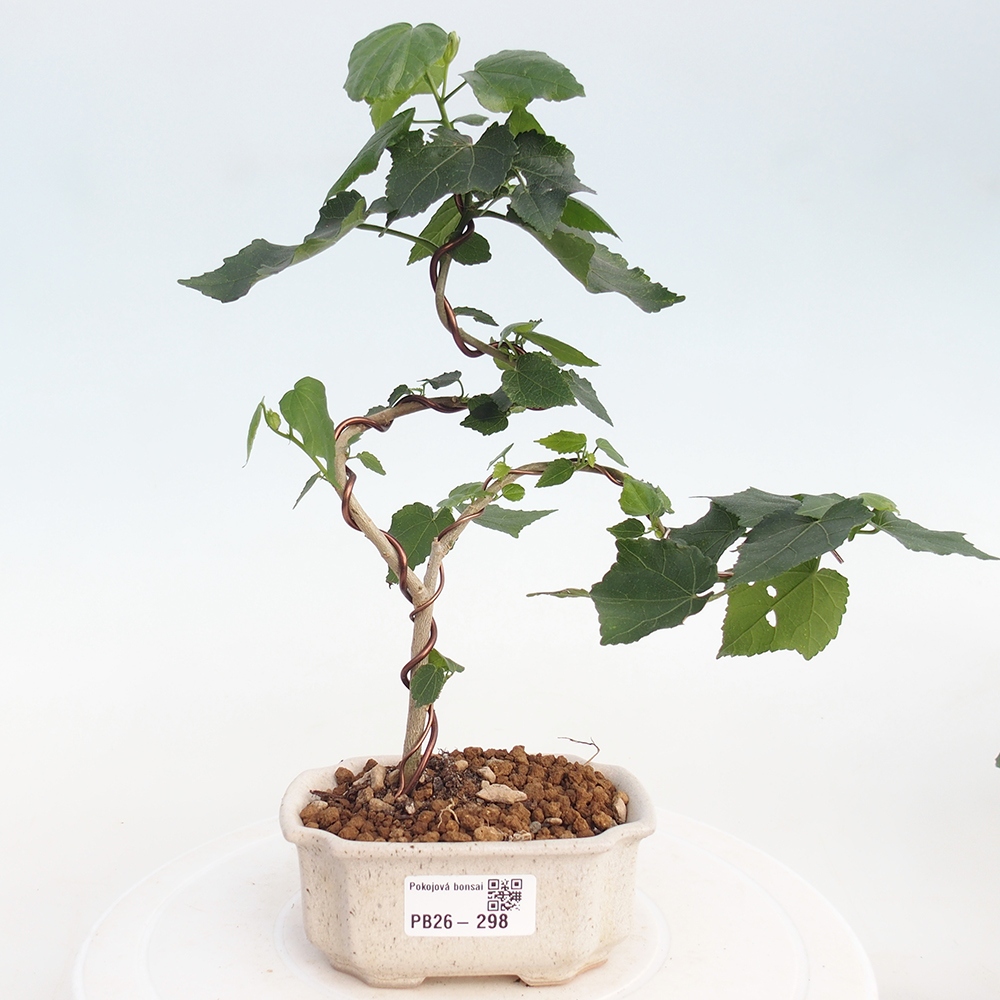 Bonsai da interno - Malvaviscus arboreus