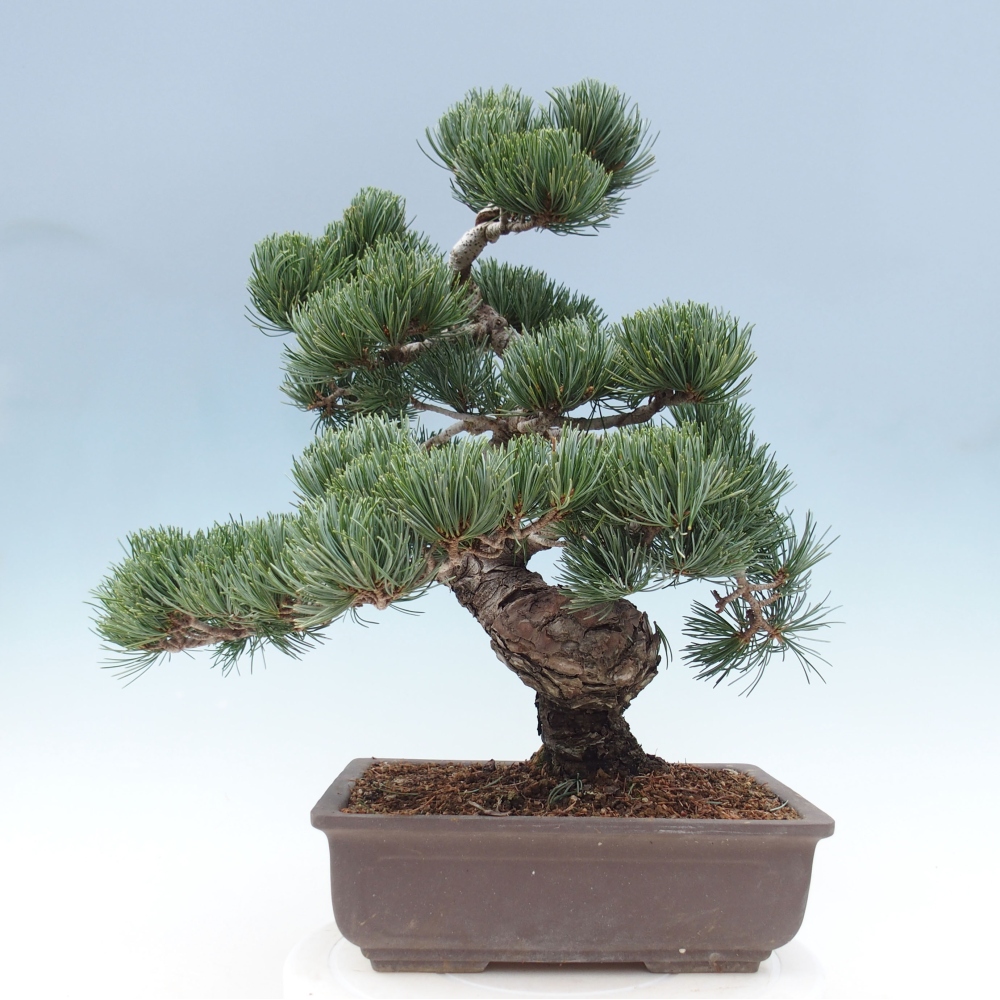 Bonsai da esterno - Pinus parviflora - Pinus parviflora