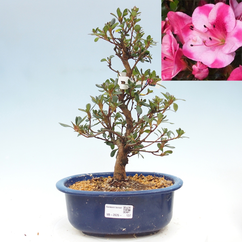 Bonsai da esterno - Azalea giapponese - Azalea Kobai