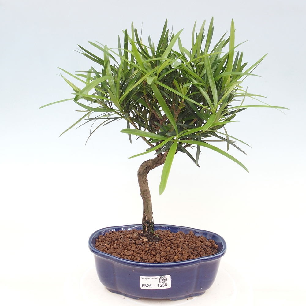 Camera bonsai - Podocarpus - Tasso delle pietre