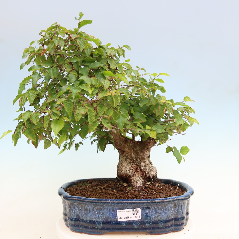 Bonsai da esterno -Carpinus Coreana - Carpino coreano