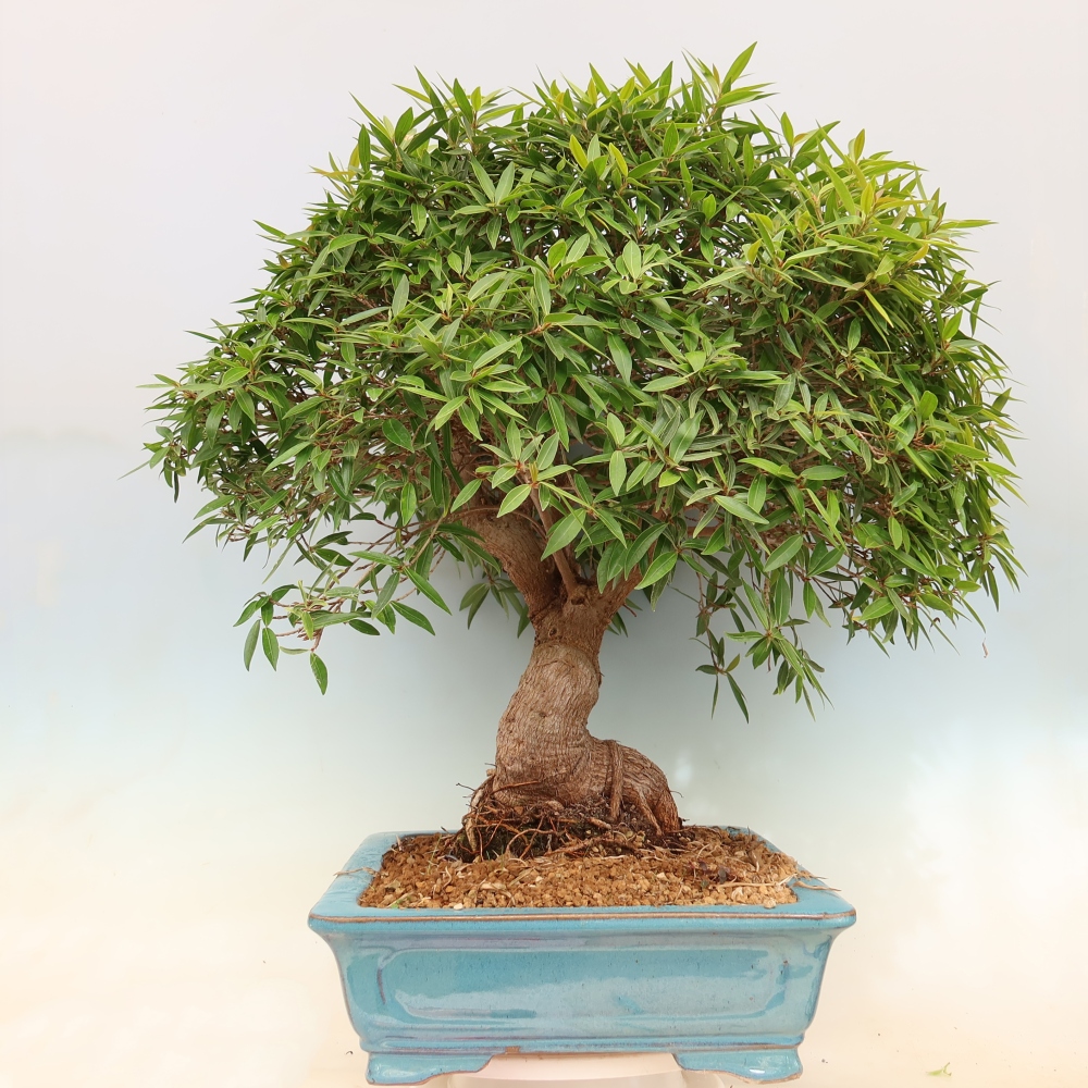 Camera bonsai - Ficus nerifolia - ficus a foglie piccole