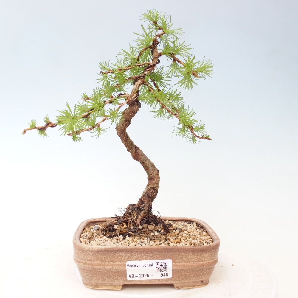 Bonsai da esterno - Larix Kaempferi - Larice giapponese