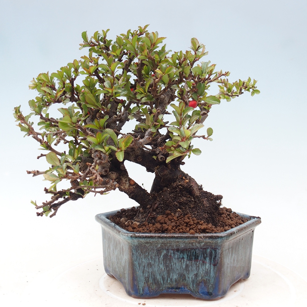 Bonsai da esterno - Chaneomeles speciosa - Cotogno