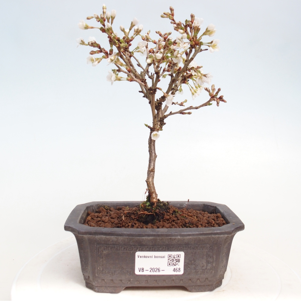 Bonsai da esterno - Prunus incisa Kojou-no mai-Plivon ritagliato