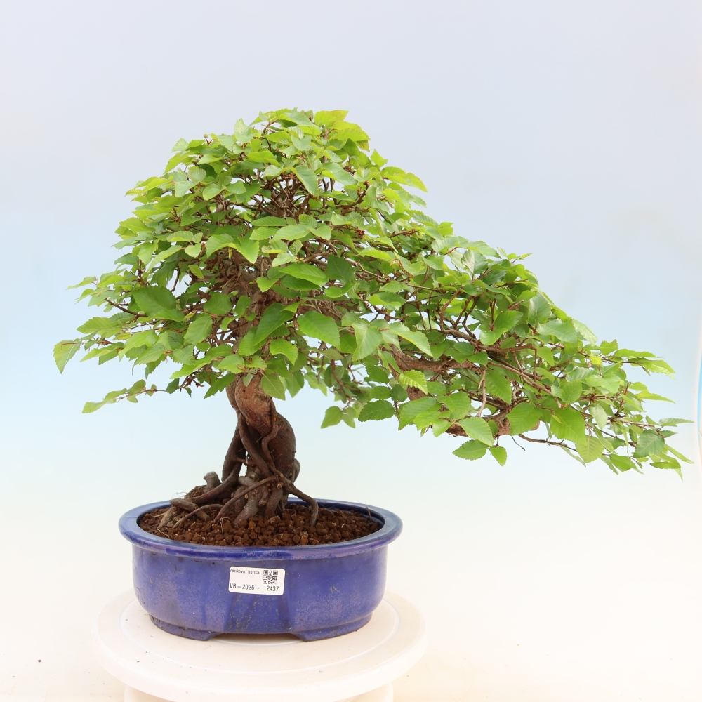 Bonsai da esterno -Carpinus Coreana - Carpino coreano