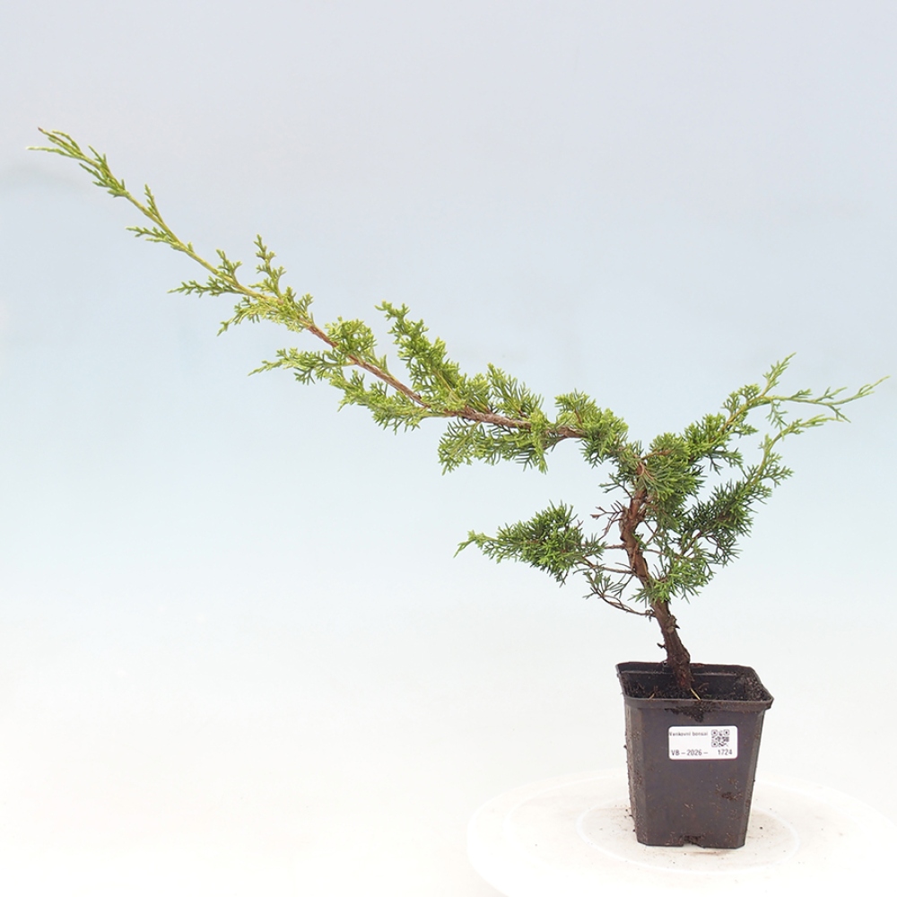 Bonsai da esterno - Juniperus chinensis Itoigawa