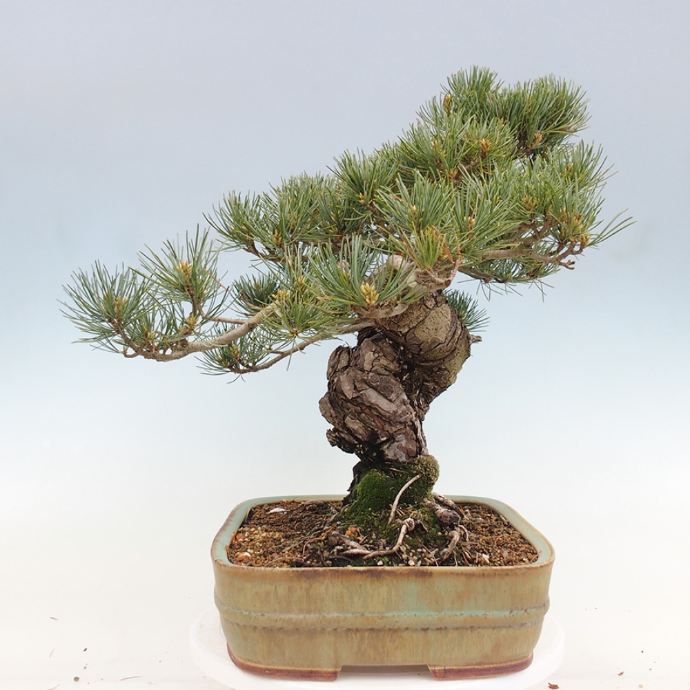 Bonsai da esterno - Pinus parviflora - Pinus parviflora