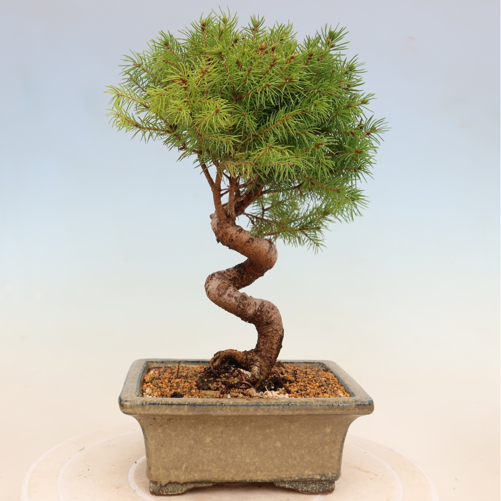 Bonsai da esterno - Abete rosso - Picea glauca globo