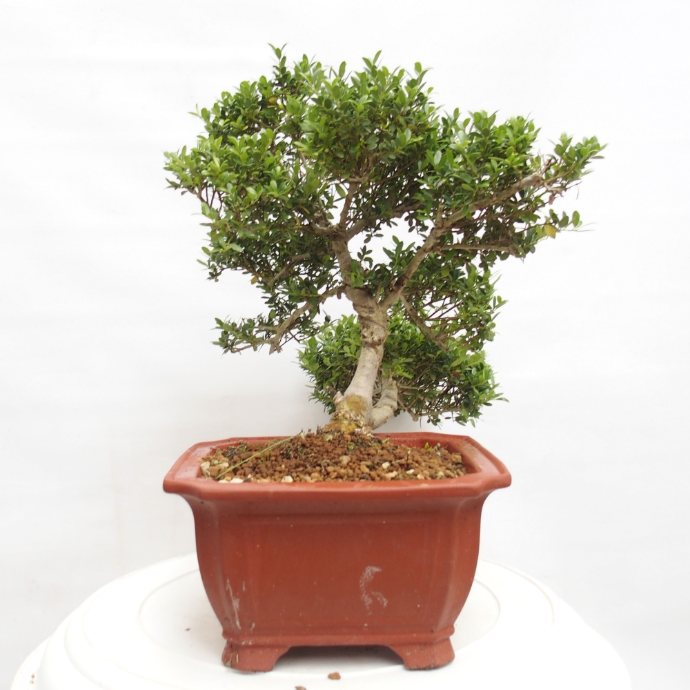 Camera bonsai - Ilex crenata - Agrifoglio