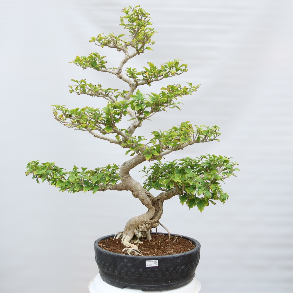 Bonsai da esterno - Hibiscus syriacus - Ibisco siriano