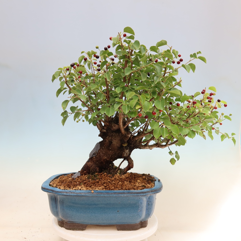 Bonsai da esterno - Mahalebka - Prunus mahaleb