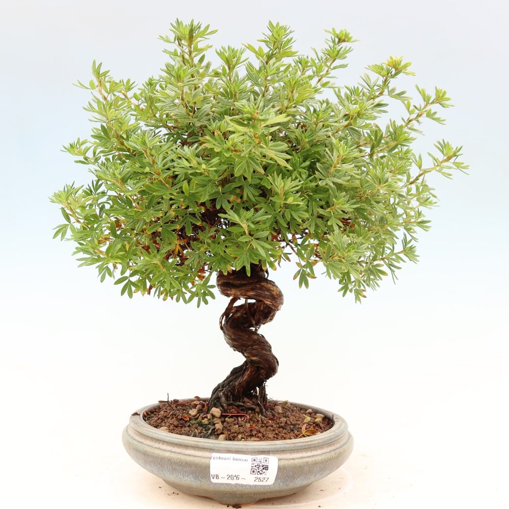 Bonsai da esterno - Potentila fruticosa