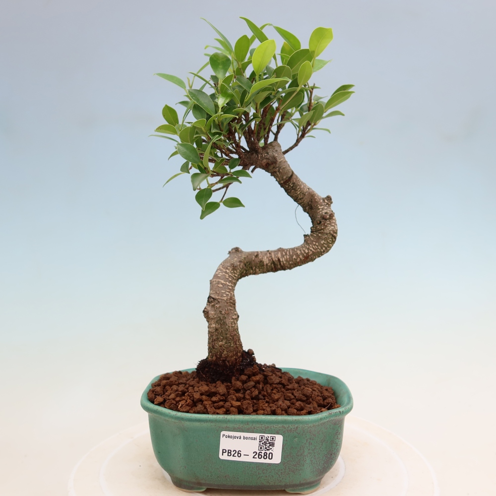 Camera bonsai - Ficus kimmen - ficus a foglie piccole