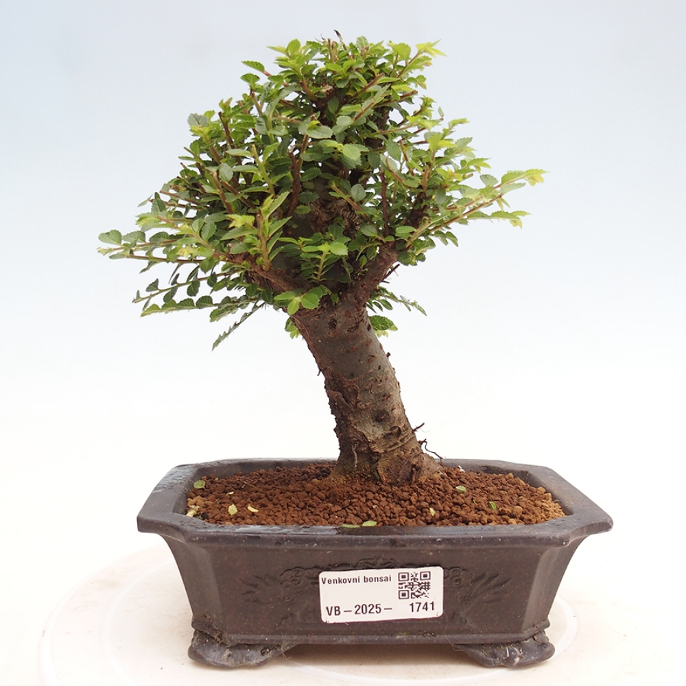 Bonsai da esterno - Ulmus parvifolia Hokkaido - Olmo cinese