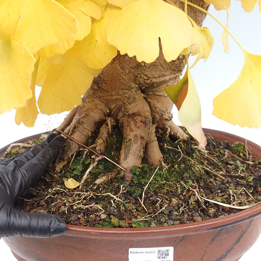 Bonsai da esterno - Ginkgo biloba - Ginkgo biloba