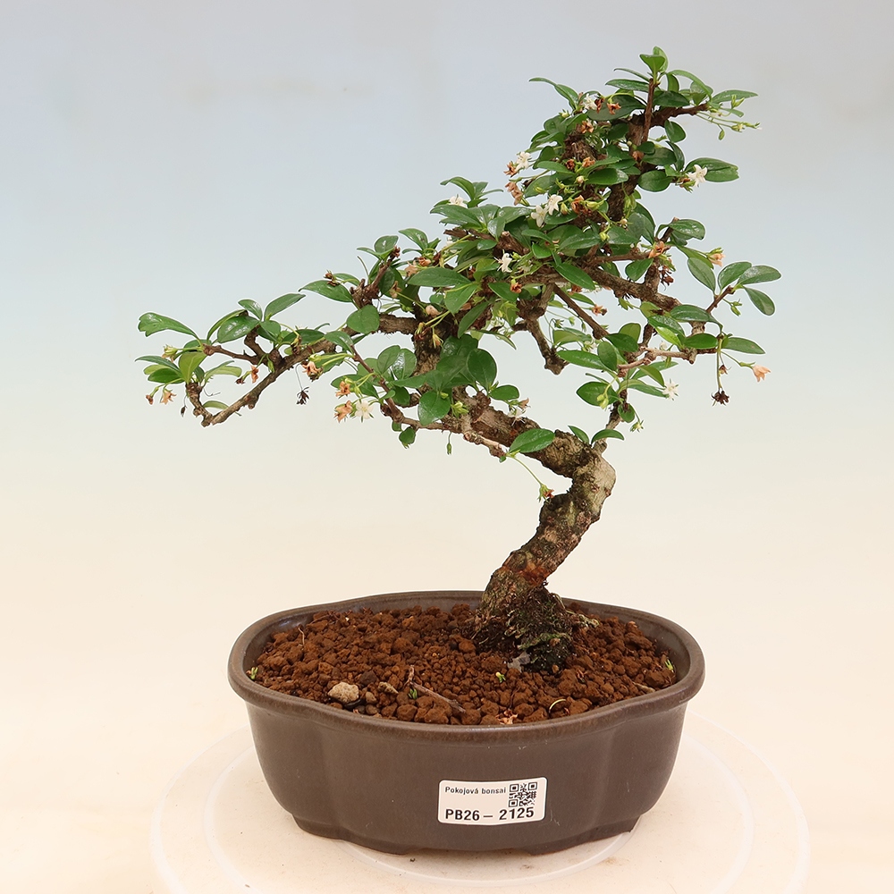 Camera bonsai - Carmona macrophylla - Tea fuki