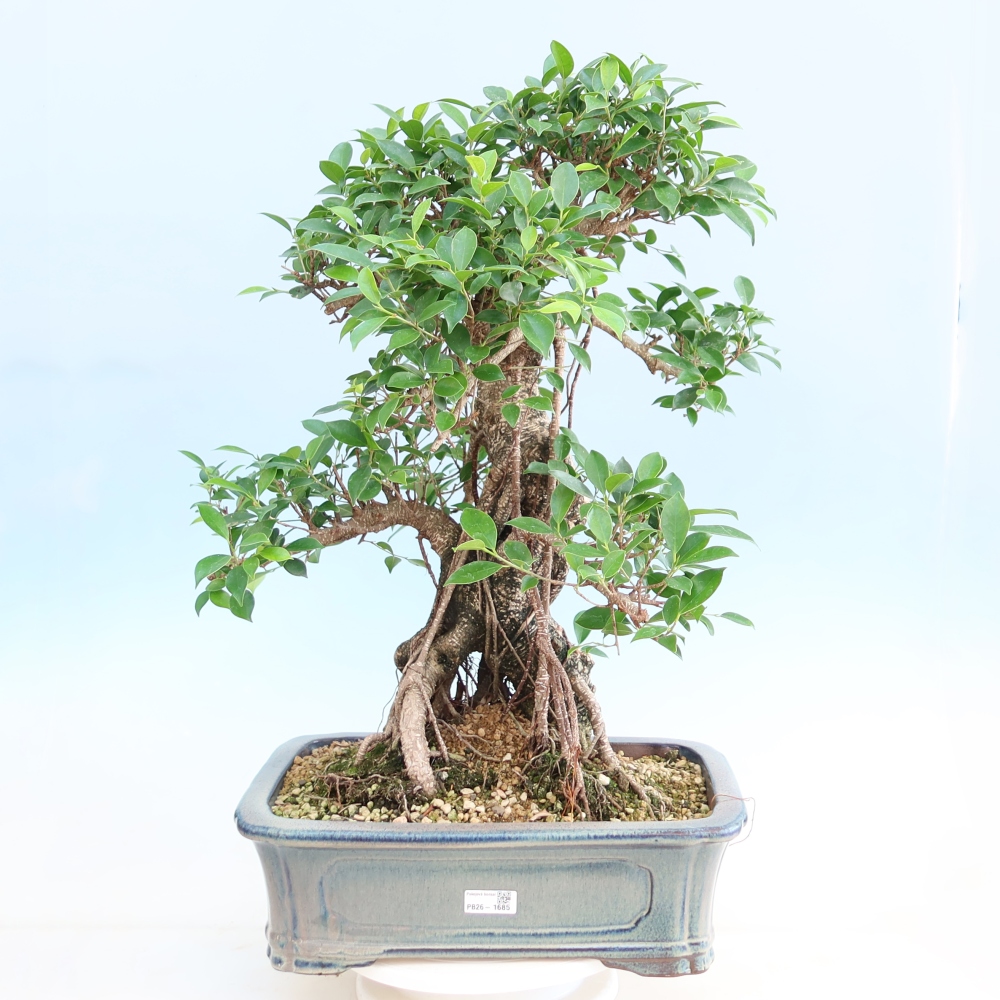 Camera bonsai - Ficus kimmen - ficus a foglie piccole