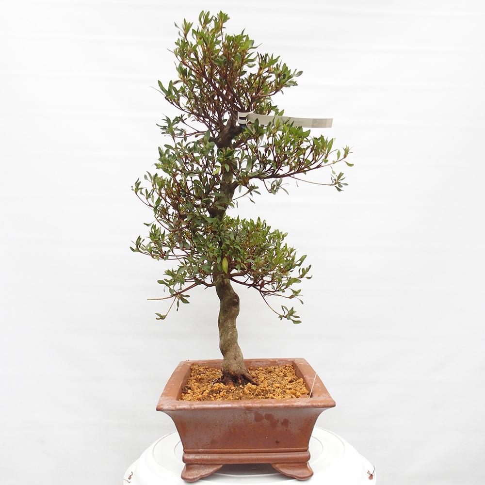 Bonsai da esterno - Azalea giapponese - Azalea CHIHIRO