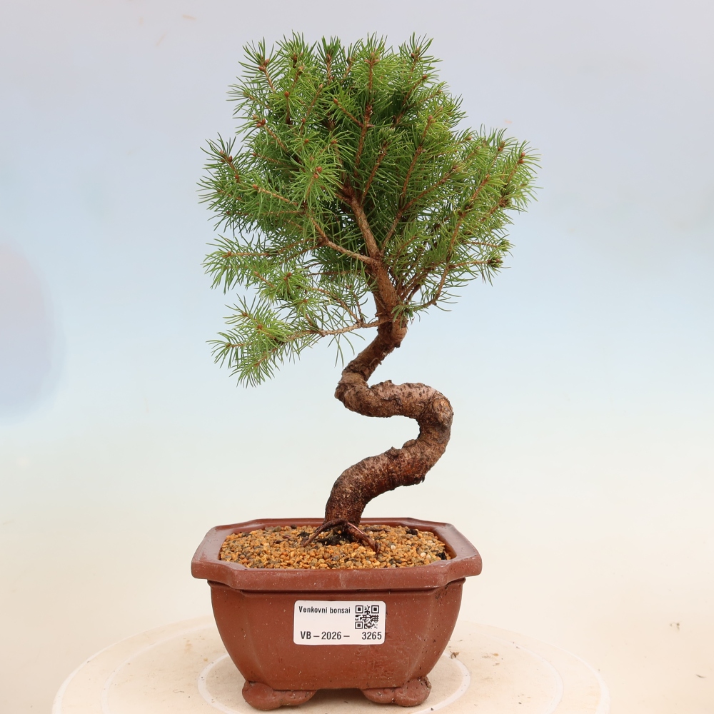 Bonsai da esterno - Abete rosso - Picea glauca globo