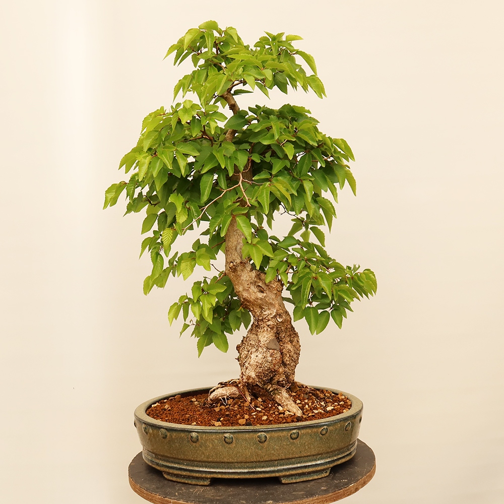 Bonsai da esterno -Carpinus Coreana - Carpino coreano