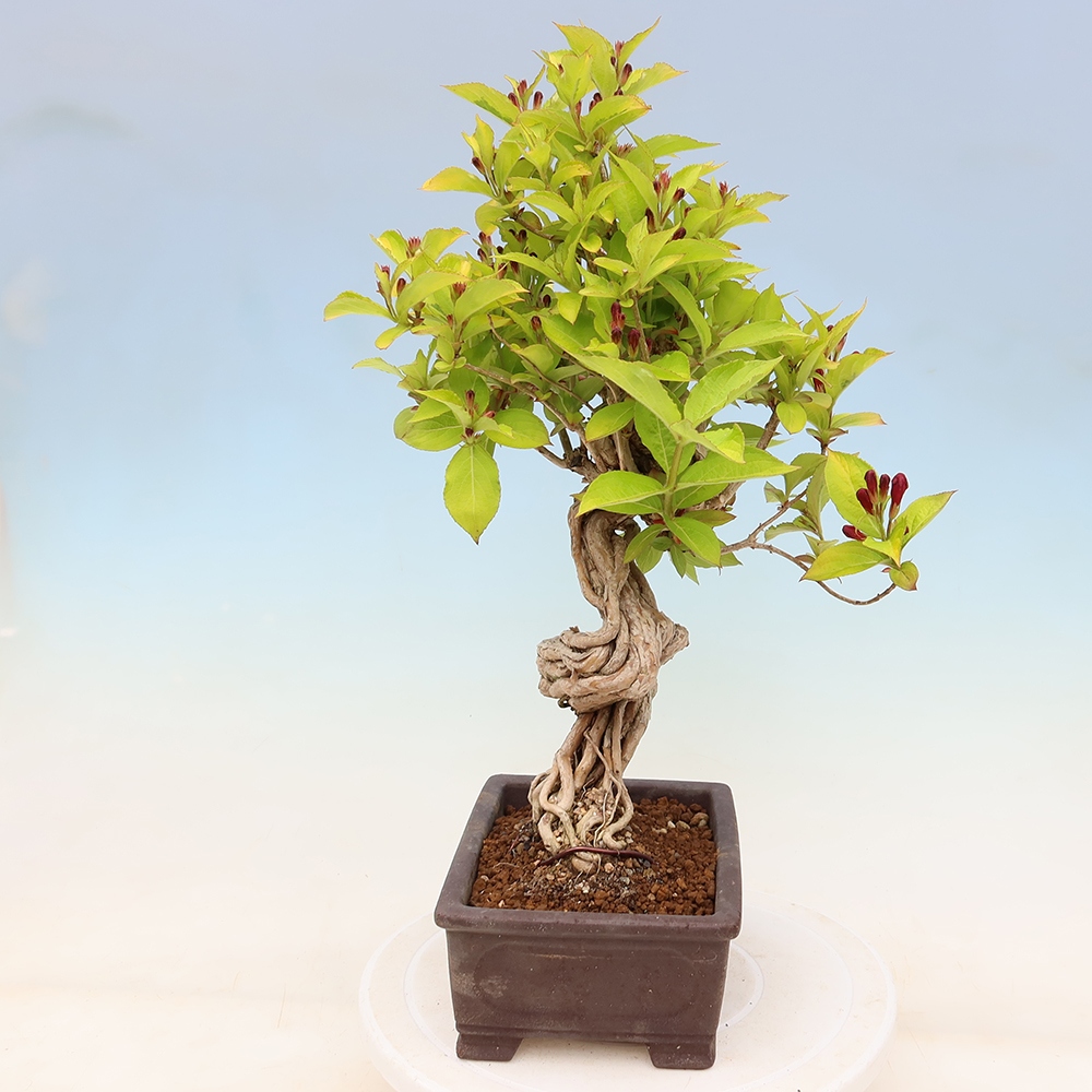 Bonsai da esterno - Weigela subsessilis - Weigela coreana