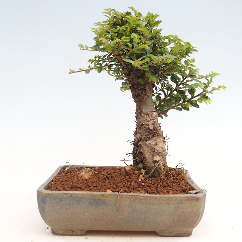 Bonsai da esterno - Ulmus parvifolia Hokkaido - Olmo cinese