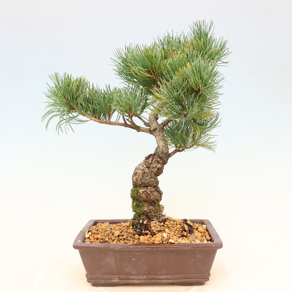 Bonsai da esterno - Pinus parviflora - Pinus parviflora