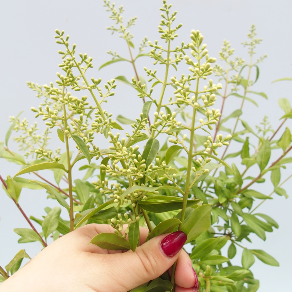 Bonsai da esterno - Ligustrum - Becco di uccello