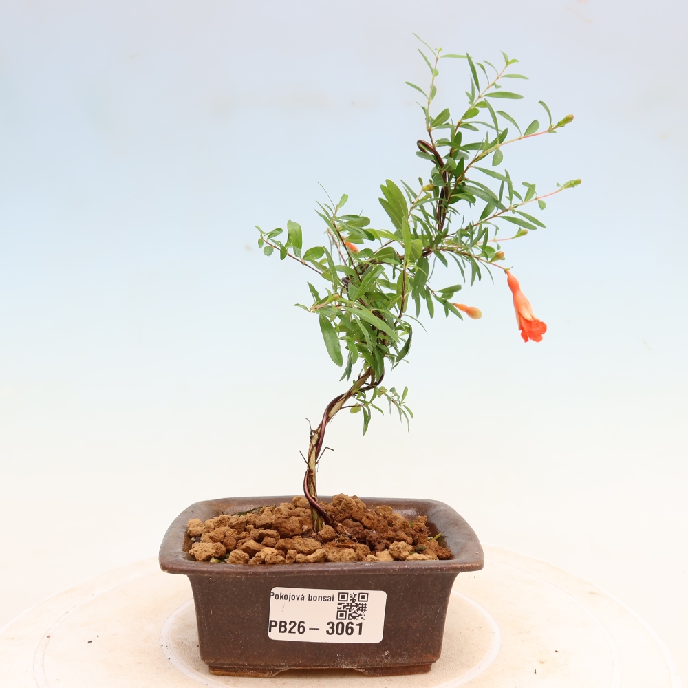 Camera bonsai-PUNICA granatum nana-Mela granata