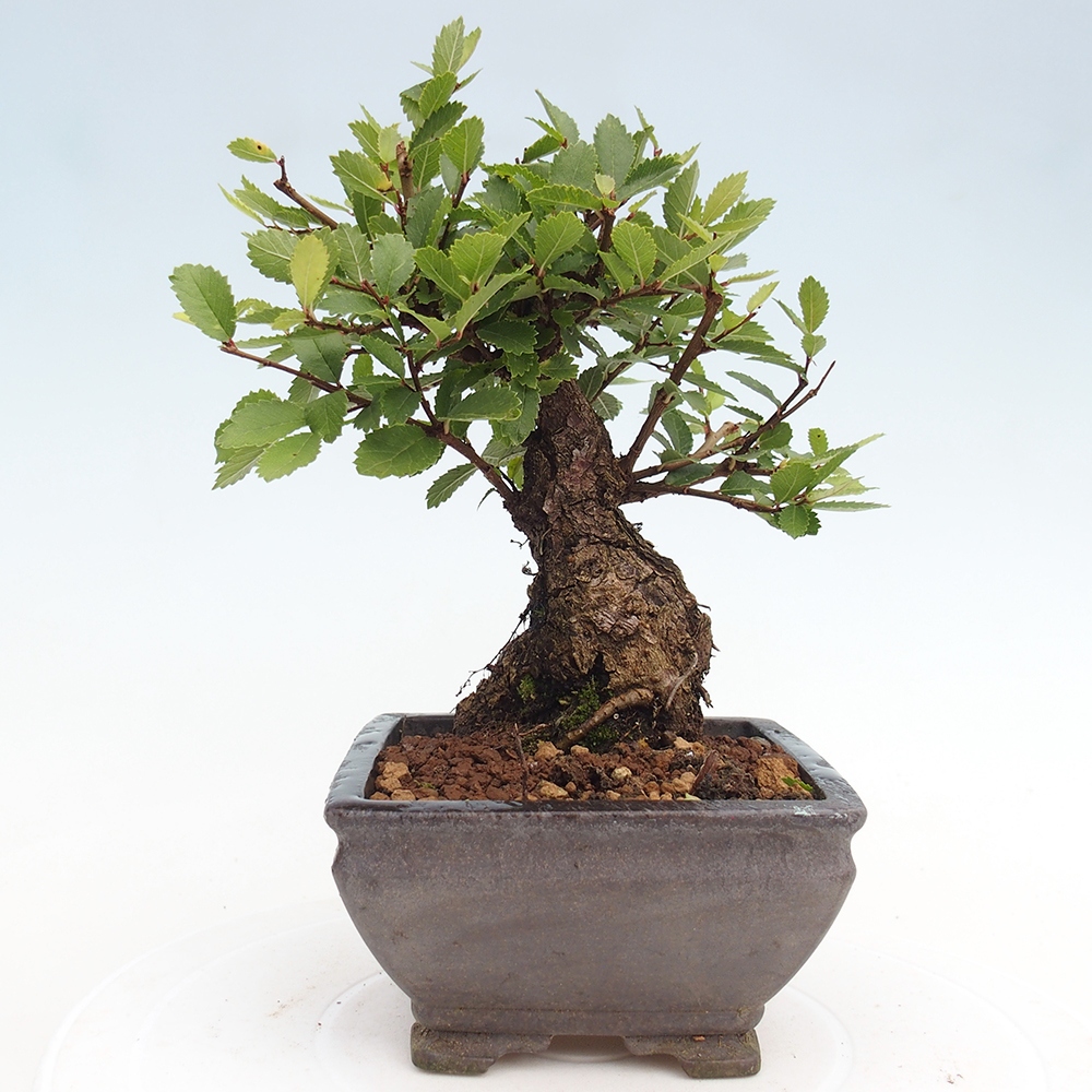 Bonsai da esterno - Zelkova - Zelkova NIRE